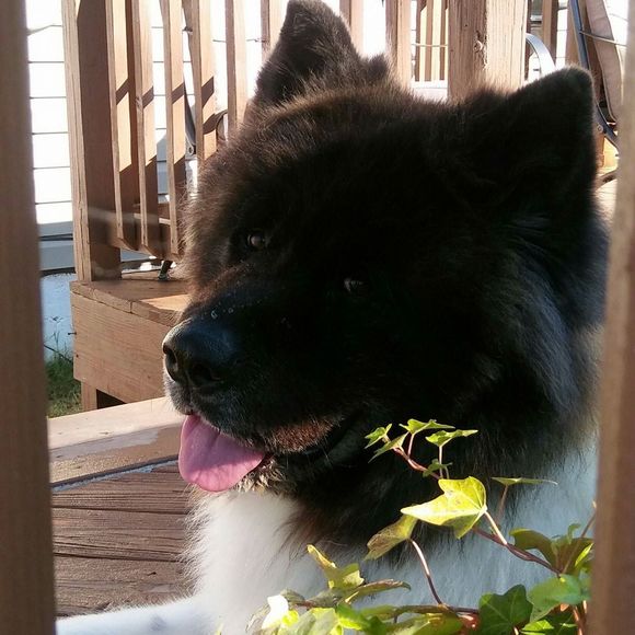 Meet your Posher, Debbie - Picture 1 of 1